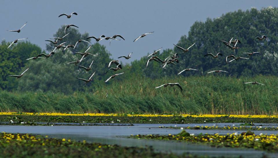 IV. Tiszatavi Tájékozódási Evezős Regatta